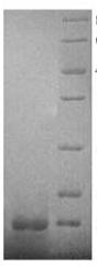 SDS-PAGE (EGR1-1384H).jpg